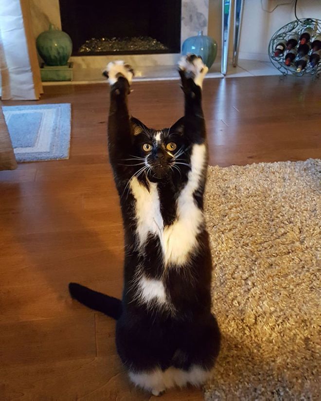 This Yoga Cat  Keeps Putting Its Paws In The Air  Funotic com