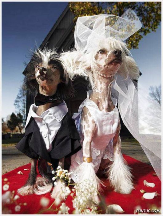 Cool Funny Pictures Of The Day