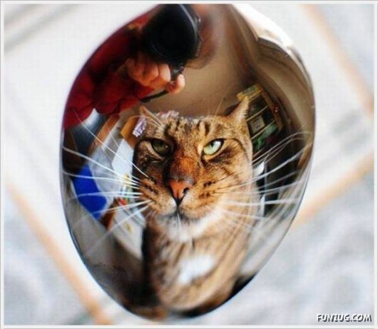 Cool Funny Pictures Of The Day