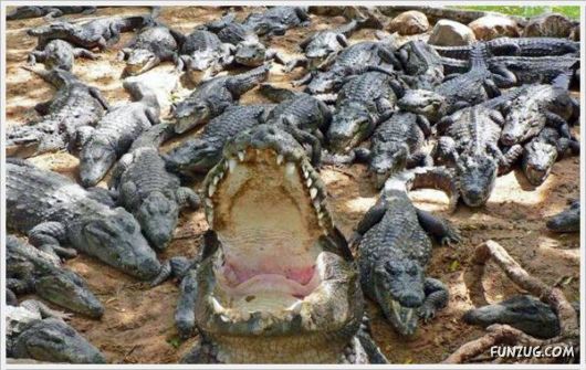 Cool Funny Pictures Of The Day