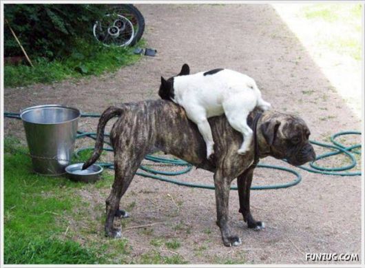 Cool Funny Pictures Of The Day