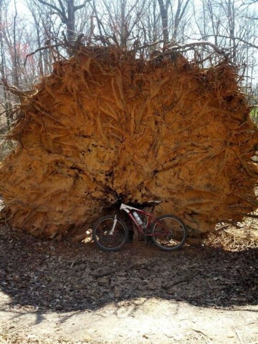 Crazy Fun Pix Dump Of The Week