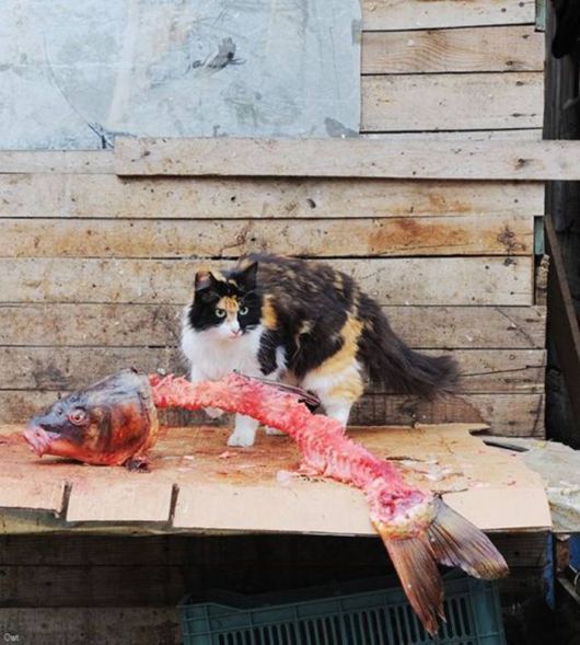 Fun Cool Pictures Of The Week