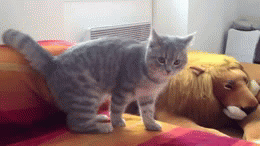 Gifs You Want To See After A Hard Days Work
