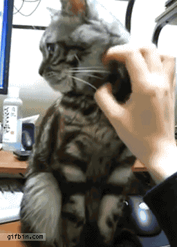 Gifs You Want To See After A Hard Days Work