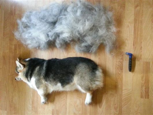 Funny Pics That Perfectly Sum Up Having A Pet