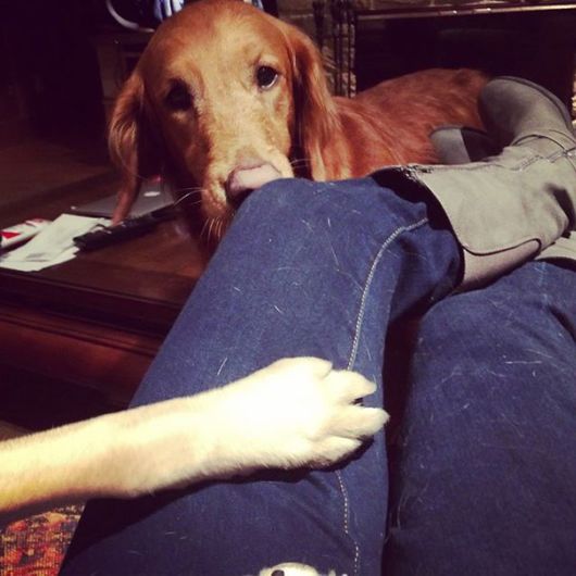 Funny Pics That Perfectly Sum Up Having A Pet