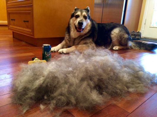 Funny Pics That Perfectly Sum Up Having A Pet