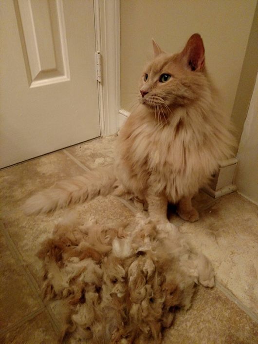 Funny Pics That Perfectly Sum Up Having A Pet