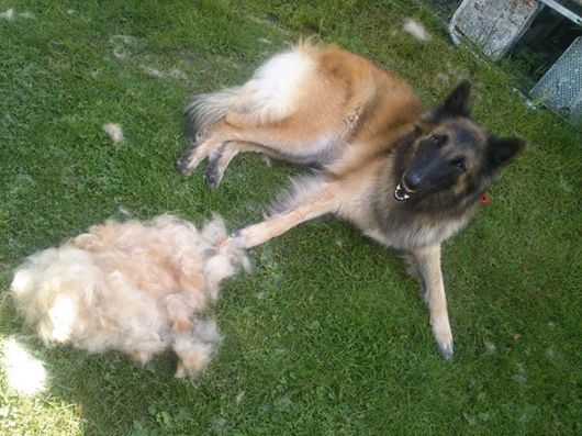 Funny Pics That Perfectly Sum Up Having A Pet