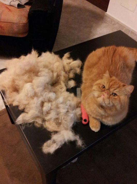 Funny Pics That Perfectly Sum Up Having A Pet