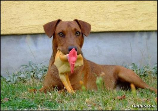 Pix With A Touch Of Humor