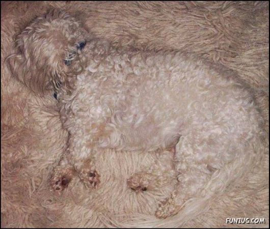 Pix With A Touch Of Humor