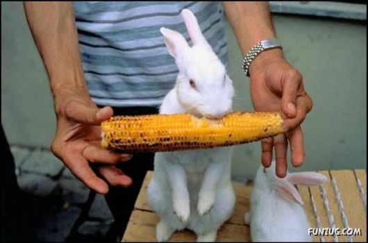 Pix With A Touch Of Humor