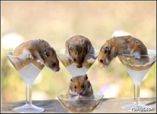 Pix With A Touch Of Humor