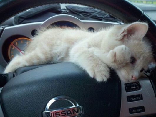 Its Time For Furry Happiness