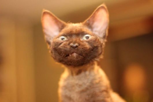 Its Time For Furry Happiness