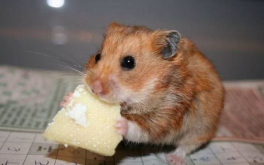 Its Time For Furry Happiness