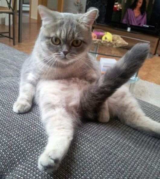 Its Time For Furry Happiness