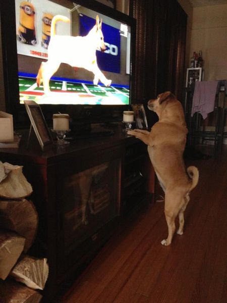 Its Time For Furry Happiness