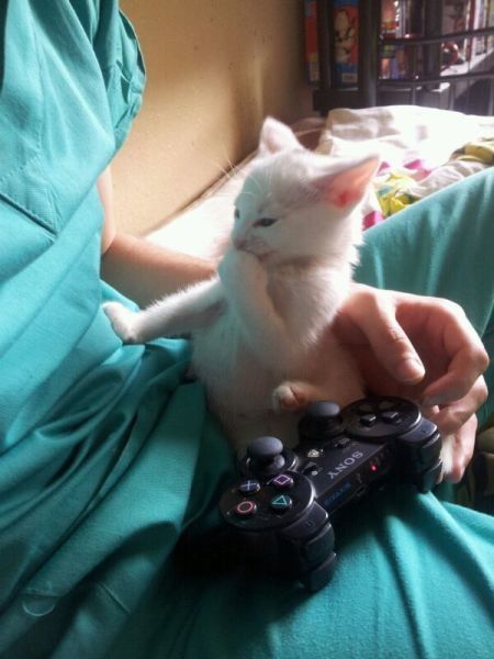 Its Time For Furry Happiness