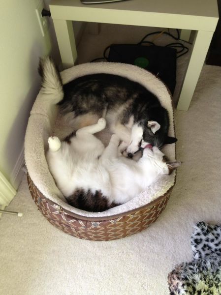 Its Time For Furry Happiness