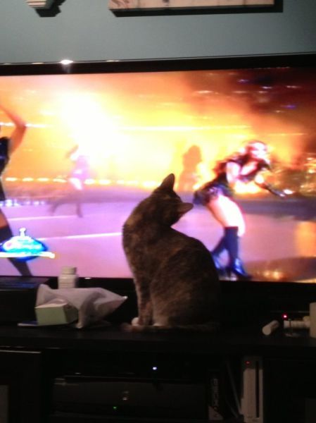 Its Time For Furry Happiness