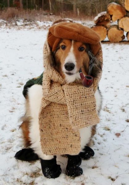 Its Time For Furry Happiness