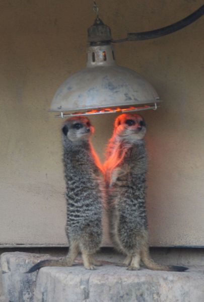 Its Time For Furry Happiness