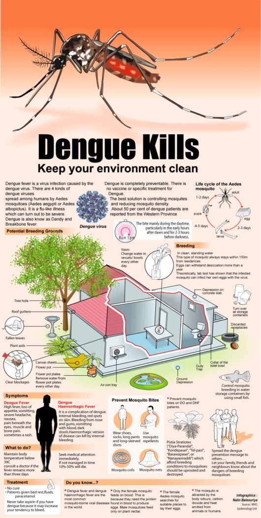 Know Everything About Dengue