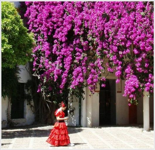 Beauty Of Bougainvillea Vines