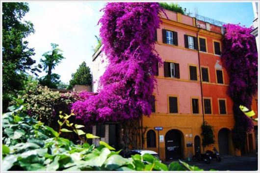 Beauty Of Bougainvillea Vines