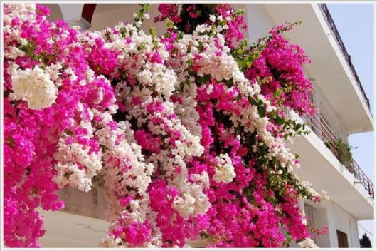Beauty Of Bougainvillea Vines