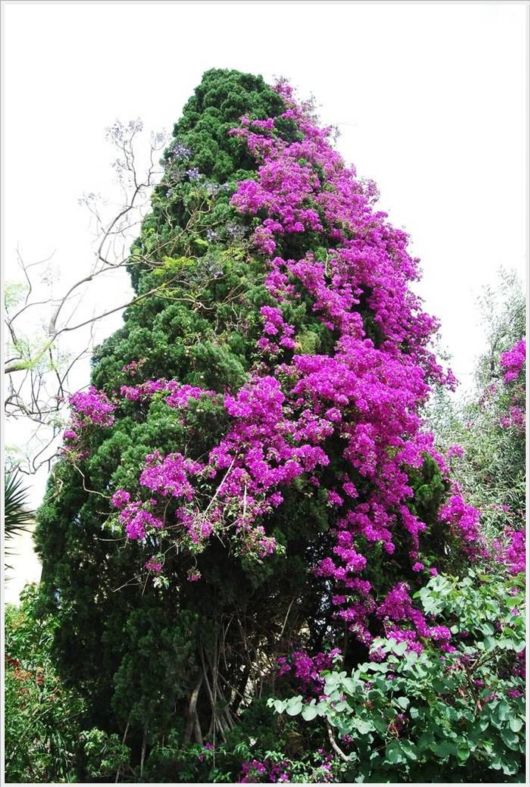 Beauty Of Bougainvillea Vines