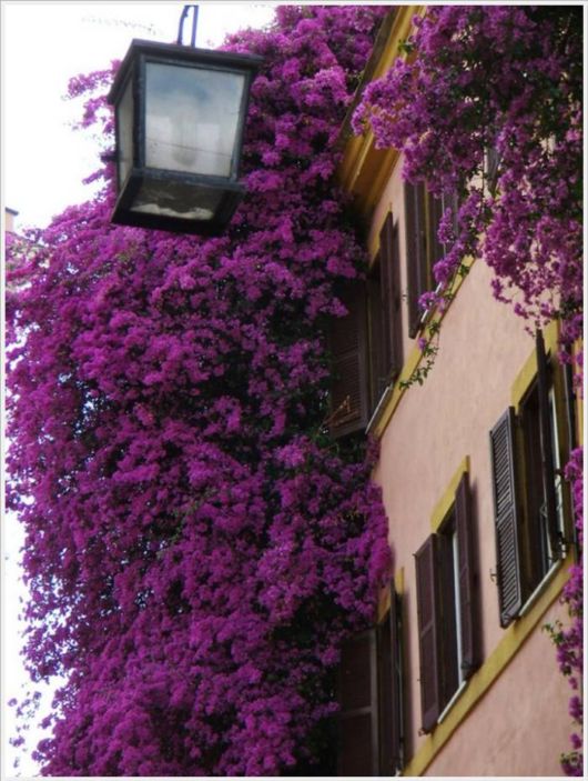 Beauty Of Bougainvillea Vines