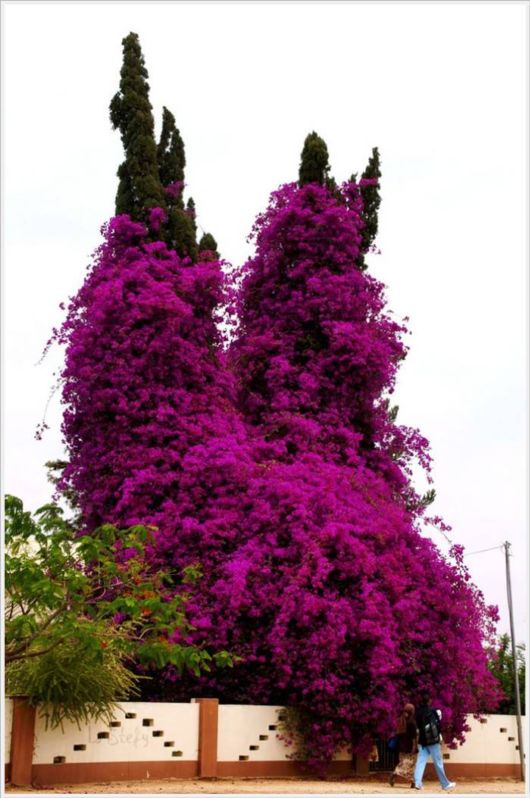 Beauty Of Bougainvillea Vines