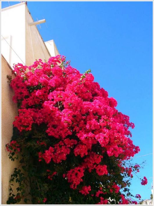 Beauty Of Bougainvillea Vines