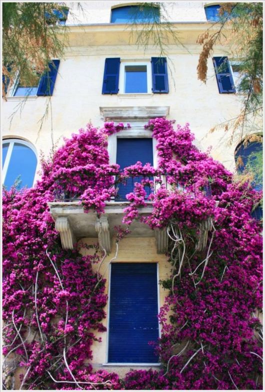 Beauty Of Bougainvillea Vines