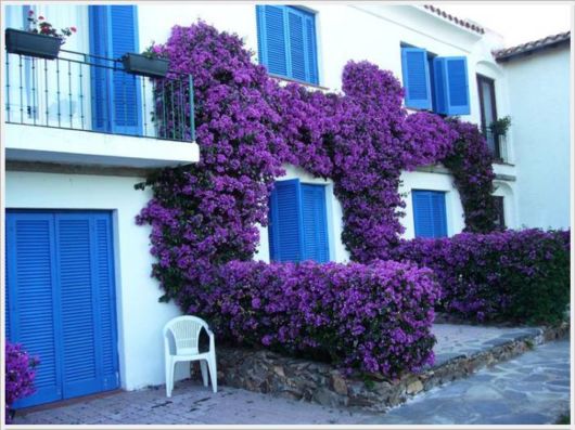 Beauty Of Bougainvillea Vines