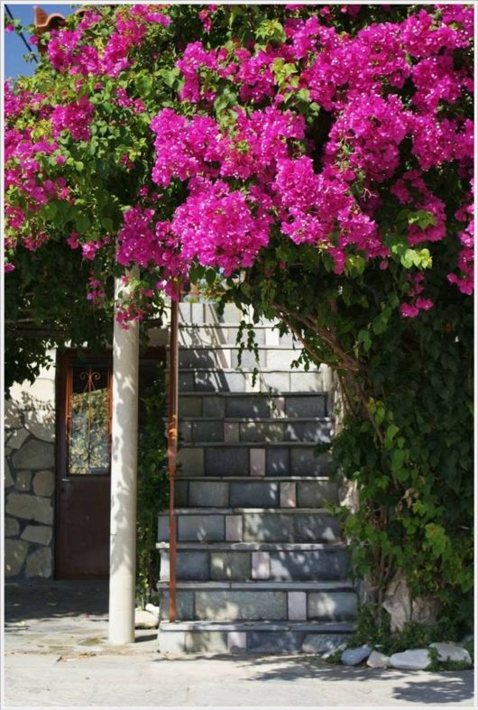 Beauty Of Bougainvillea Vines