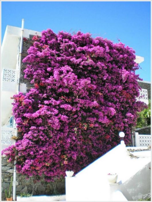 Beauty Of Bougainvillea Vines