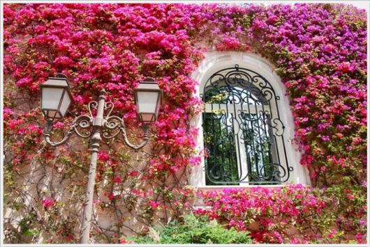 Beauty Of Bougainvillea Vines