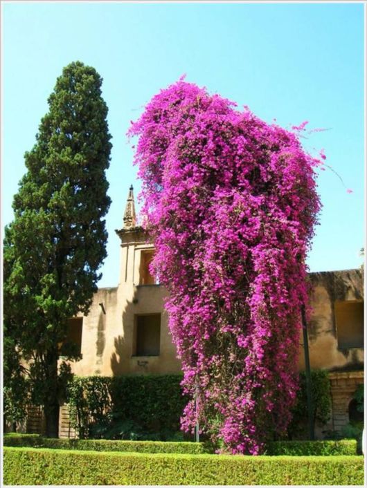 Beauty Of Bougainvillea Vines