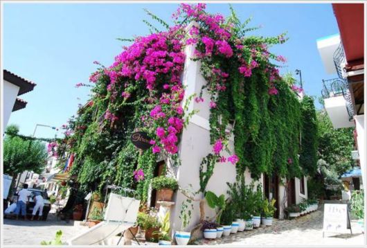 Beauty Of Bougainvillea Vines