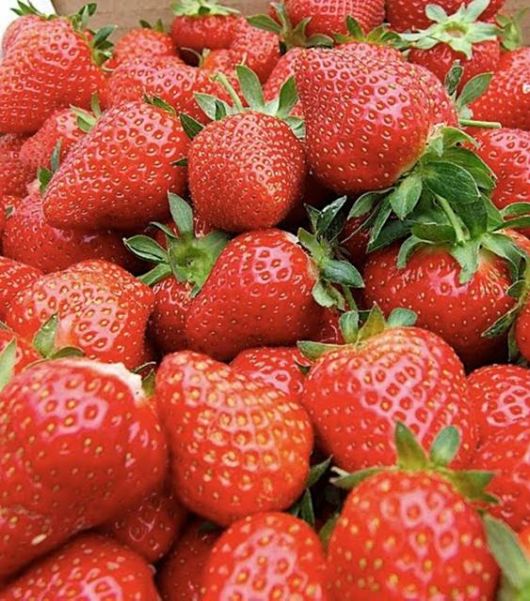 Lovely Strawberry Fields Photography