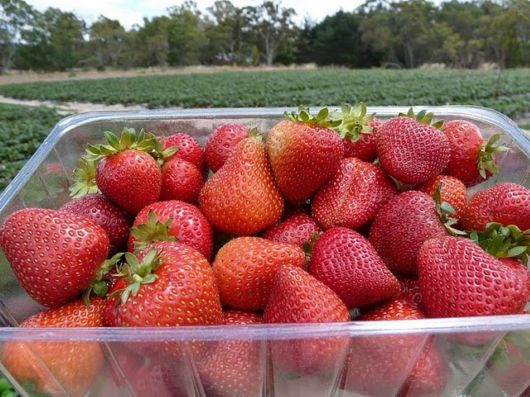 Lovely Strawberry Fields Photography