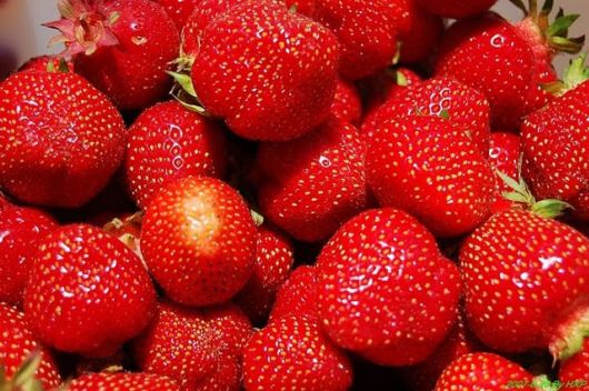 Lovely Strawberry Fields Photography