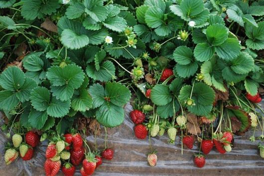 Lovely Strawberry Fields Photography