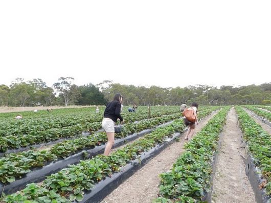 Lovely Strawberry Fields Photography