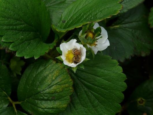 Lovely Strawberry Fields Photography